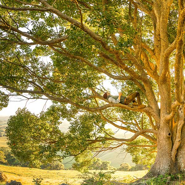 Shaking the Tree