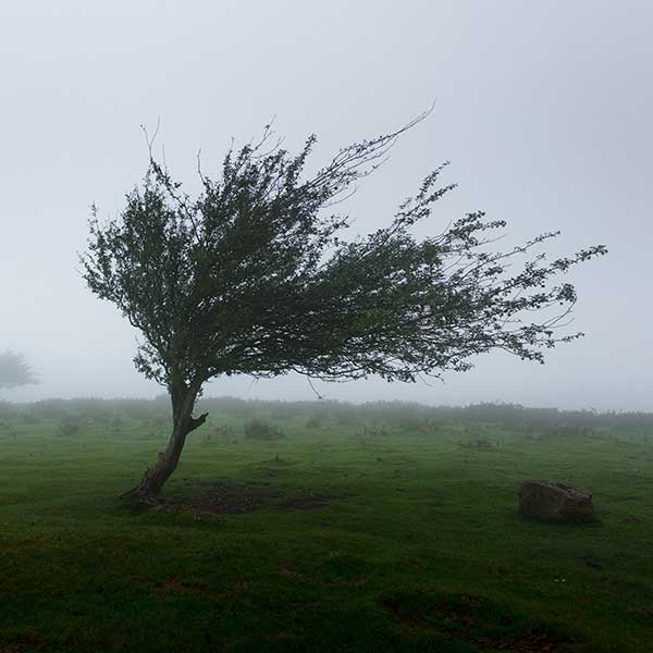 Blowing in the Wind